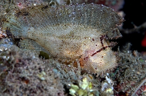 Banda Sea 2018 - DSC05641_rc - Leaf Scorpionfish - Poisson feuille - Taenianotus triacanthus